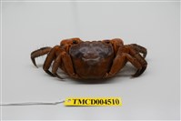 藏品(中型東方蟹)的圖片